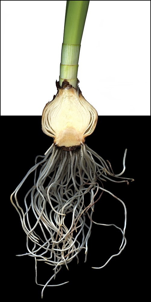 122 Paperwhite Sliced '13