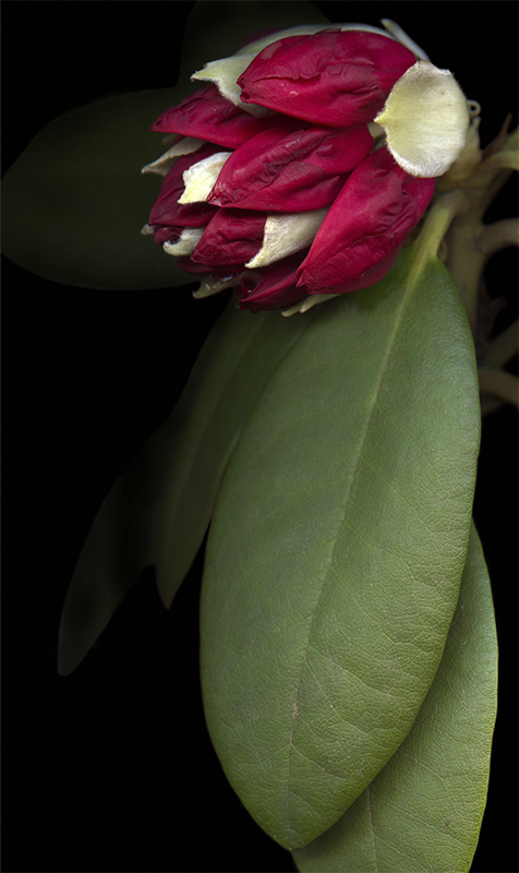 126 Nova Zembla Rhododendron '21