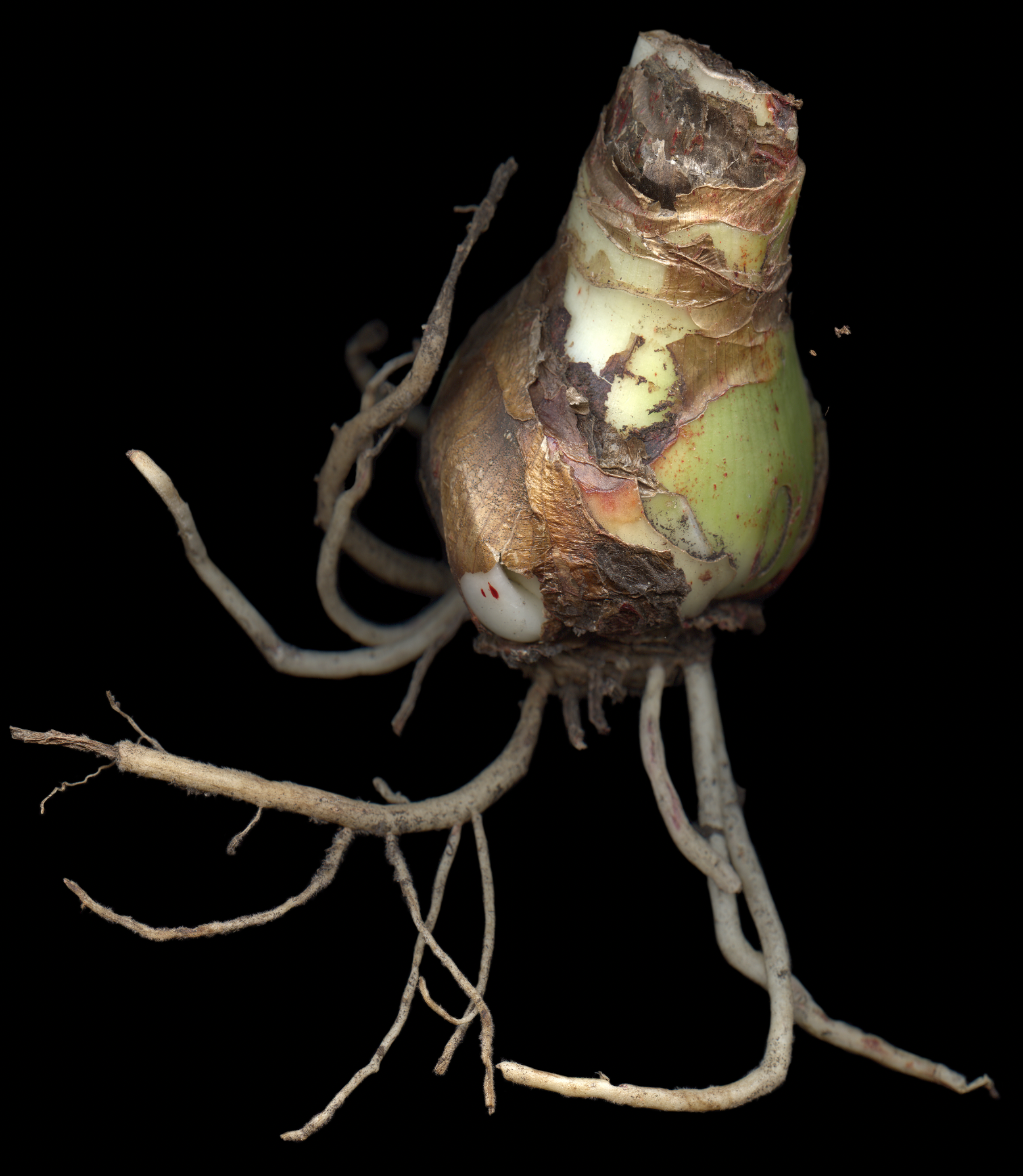 128 Amaryllis Bulb '21