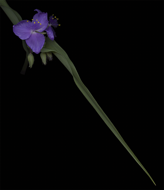 125 Virginia Spiderwort '21