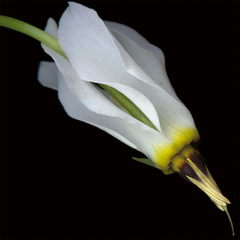 130 Shooting Star Primula '21