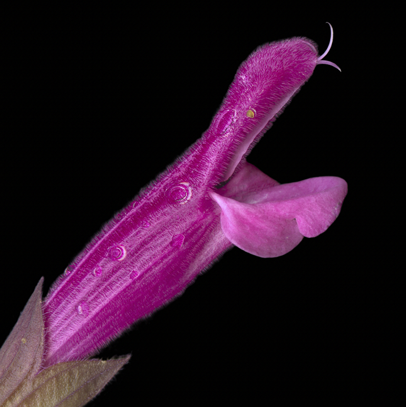 131 Salvia Coccinea '21