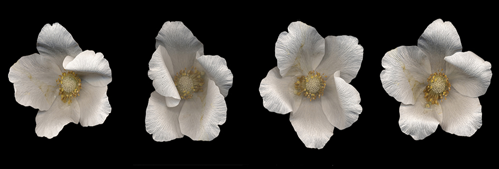 010 Comparative Measures, Anemone '08