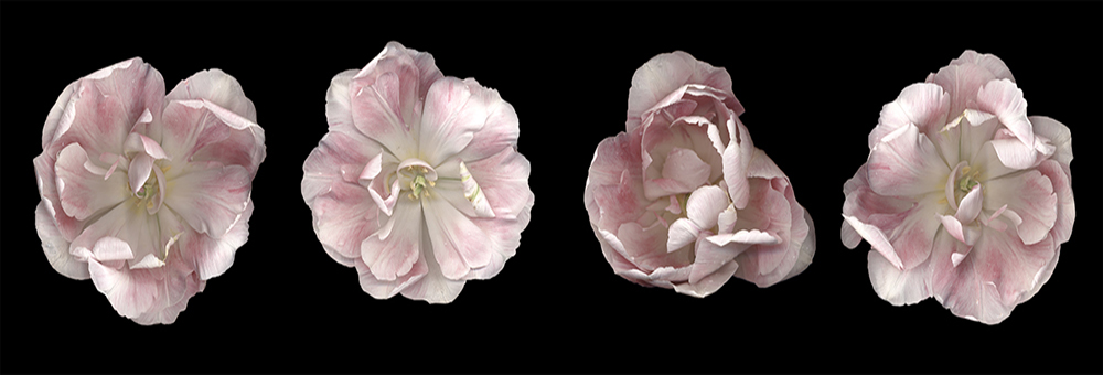 011 Comparative Measures, Angelique '08