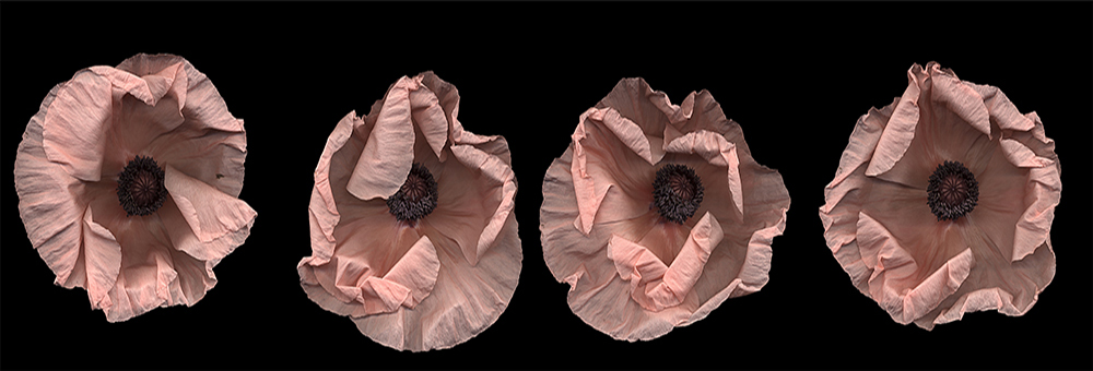 012 Comparative Measures, Pink Poppy '08