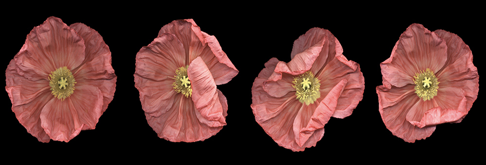 013 Comparative Measures, Red Poppy '08