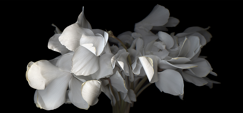 017 Deadhead Bouquet, Cyclamen '09