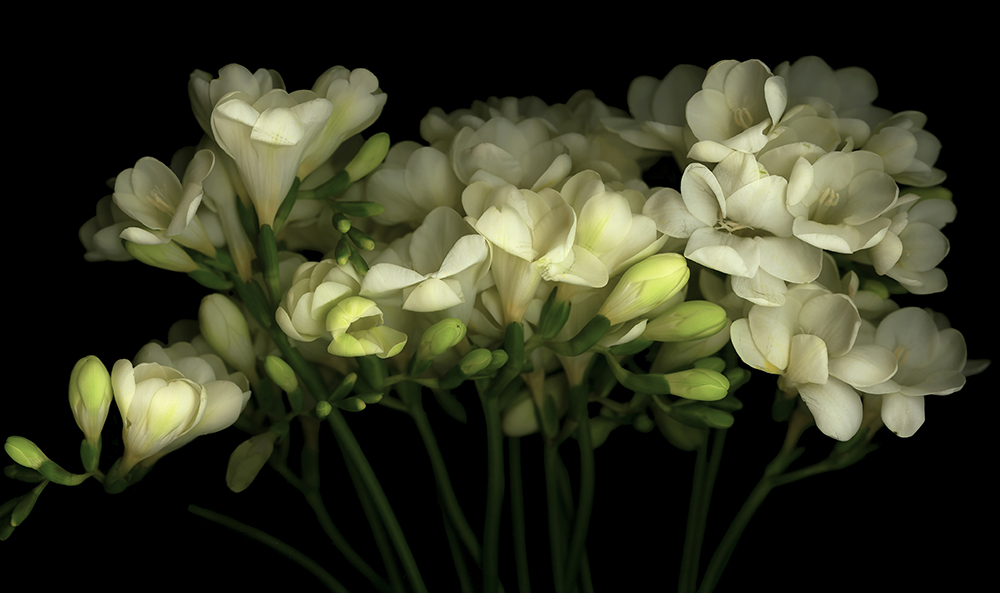 021 Freesia Bouquet '20
