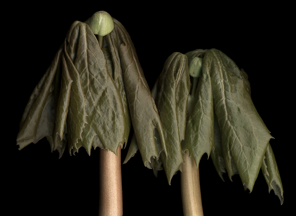 027 May Apple Bud Pair '07