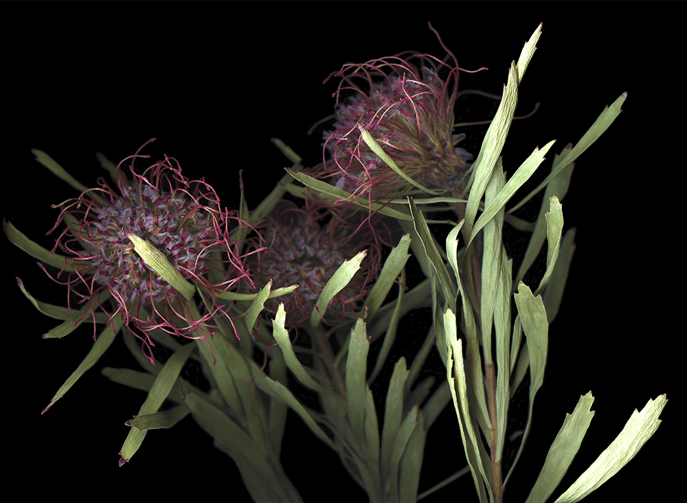 030 Pincushion Protea Bouquet '20