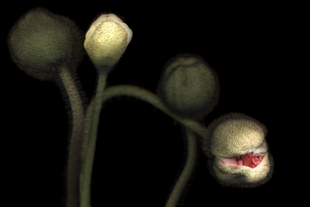 033 Poppy Buds Face '08