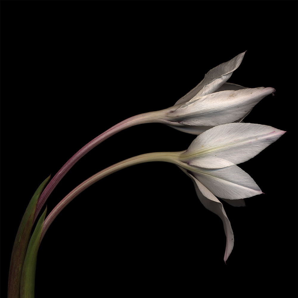 046 Acidanthera Blossoms '20