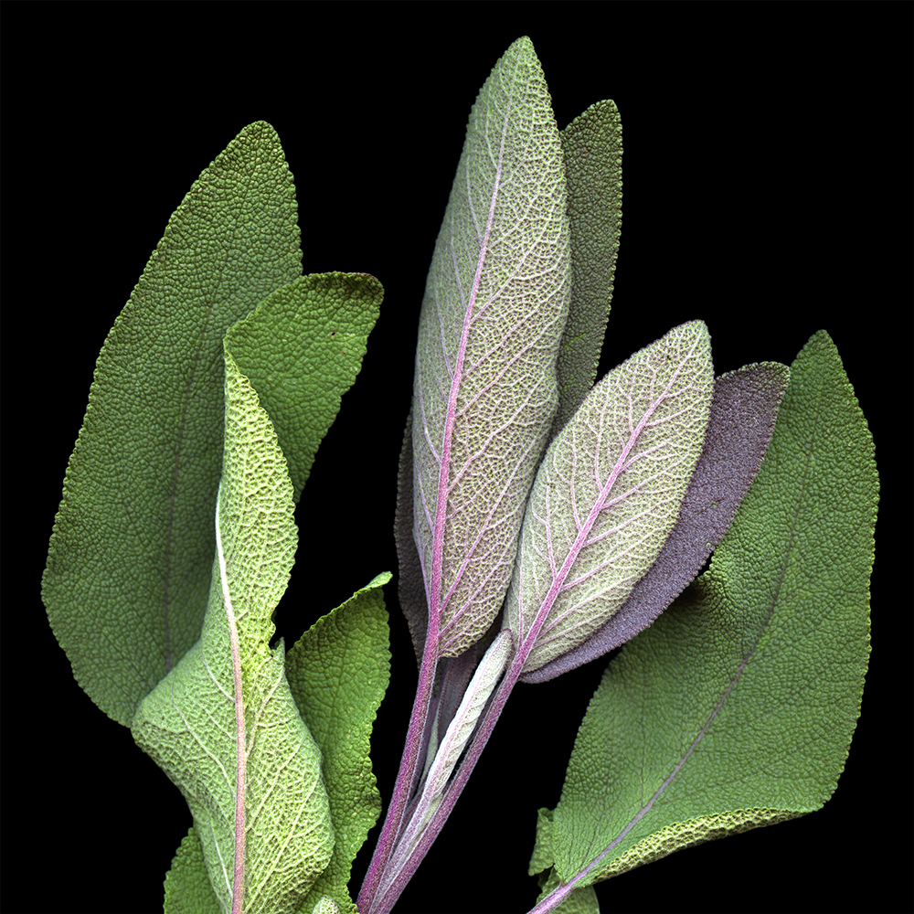 088 Sage Leaves Bunch '20