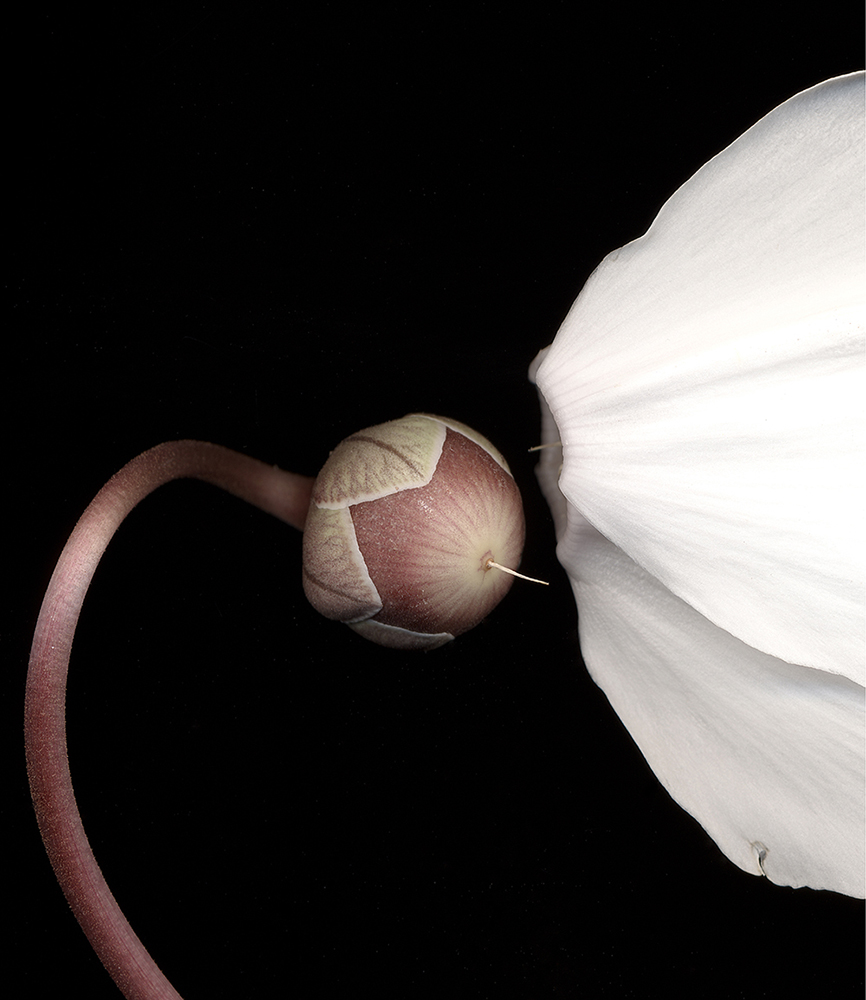 109 Cyclamen Pair '04