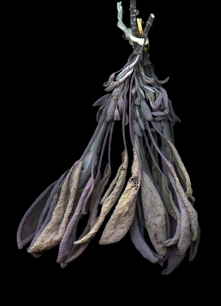 110 Drying Sage Leaves '20