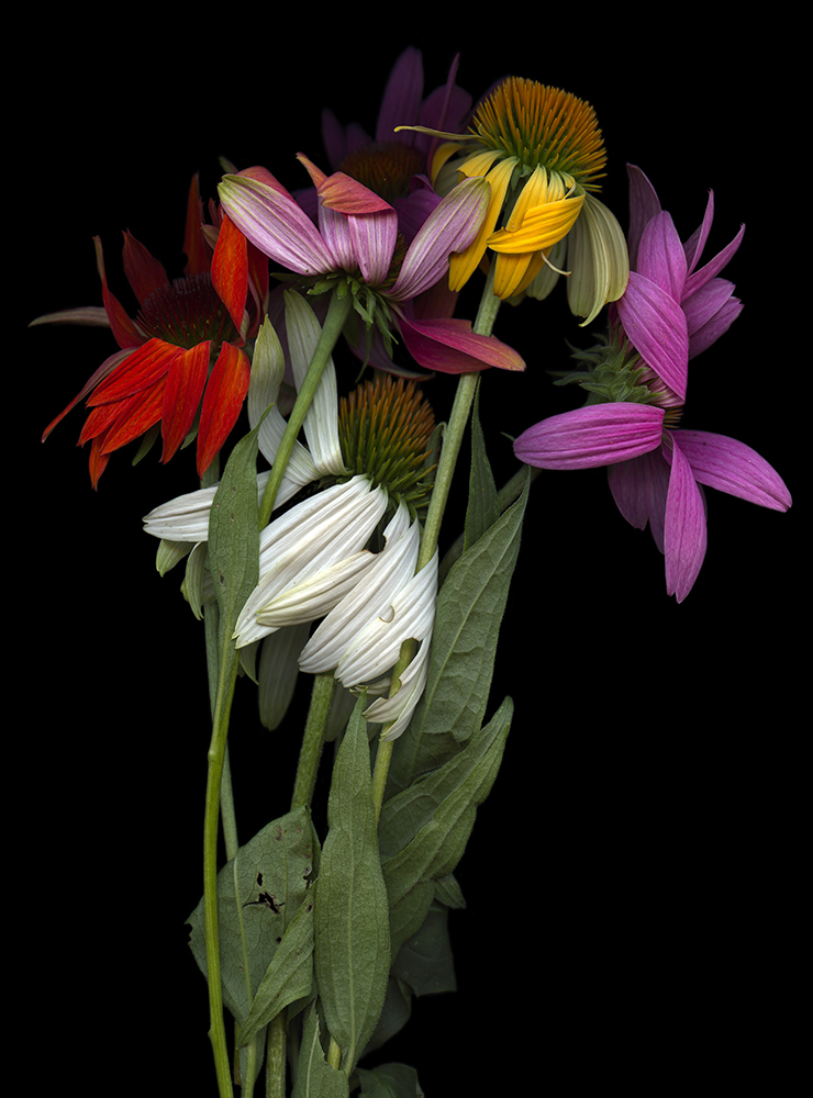 111 Echinacea Bouquet '20