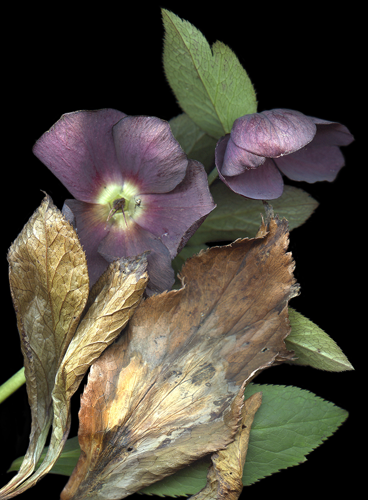 114 Helleborus Fading (with spider) '20