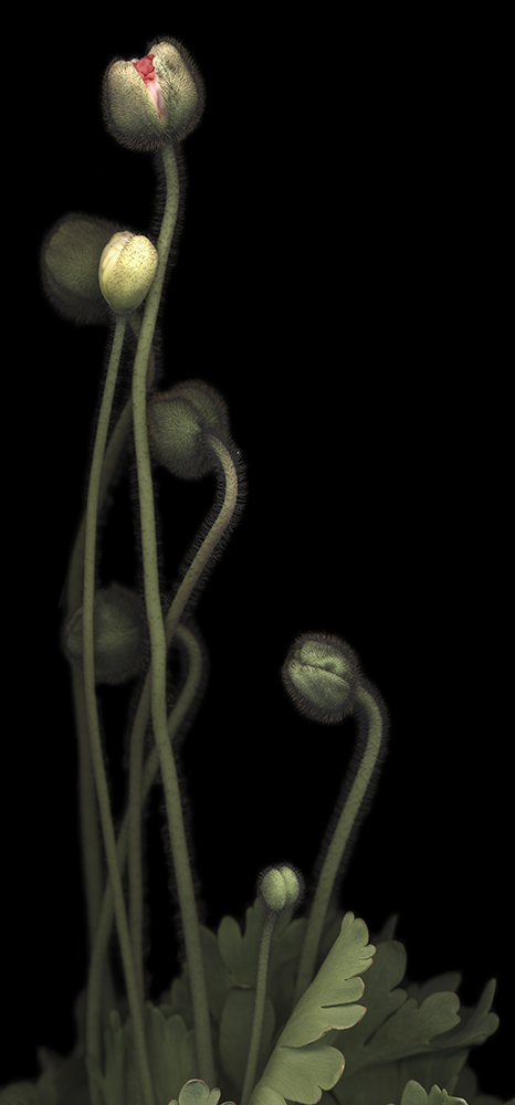 115 Poppy Buds Bouquet '08