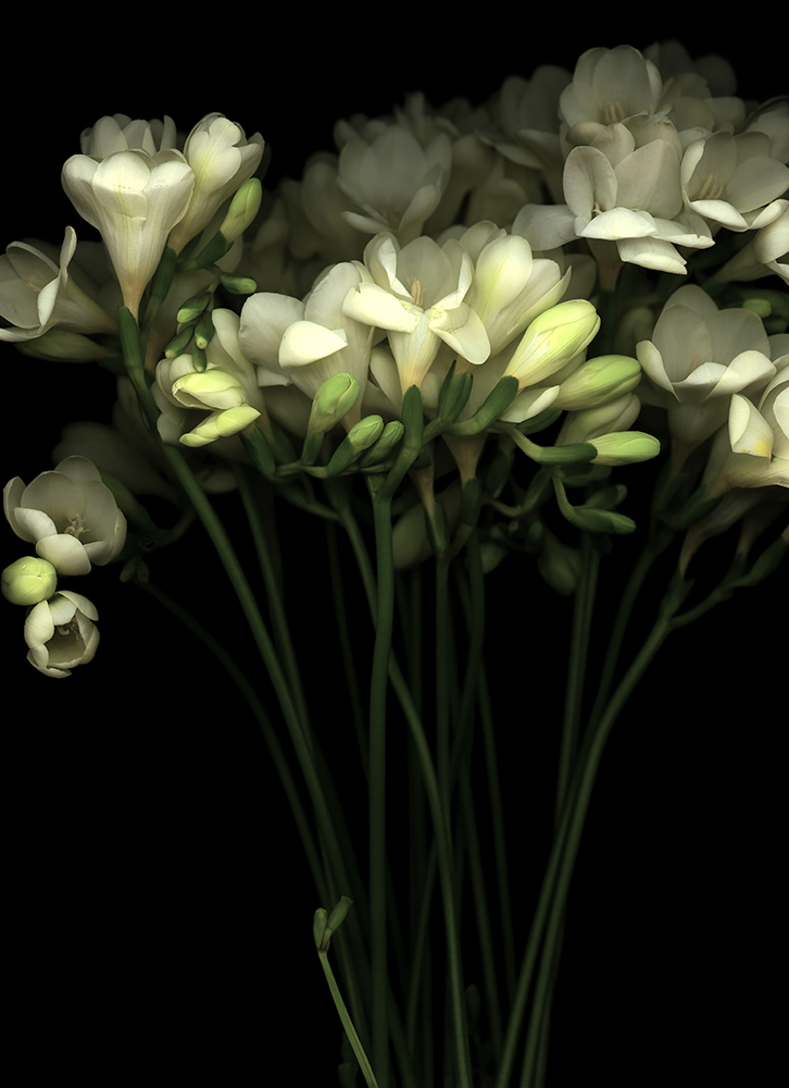018 Freesia Bunch '03