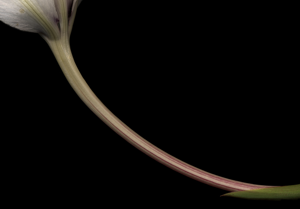 001 Acidanthera Stem '20