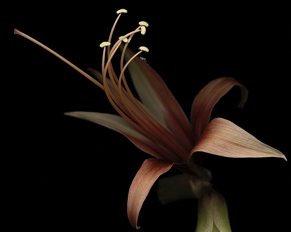 003 Butterfly Amaryllis with Pollen '05