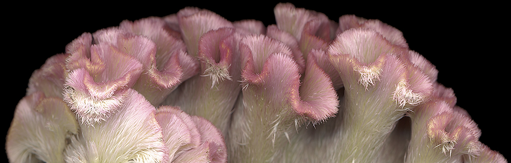 009 Cockscomb 2, '04