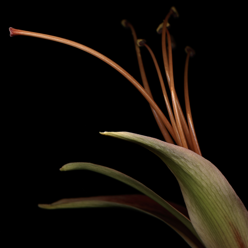 055 Butterfly Amaryllis '05