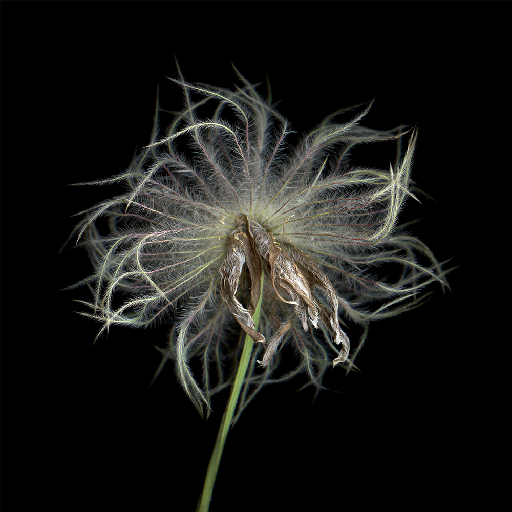 076 Pasqueflower Seed Mophead '09