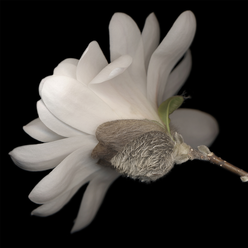 091 Star Magnolia Underside '07