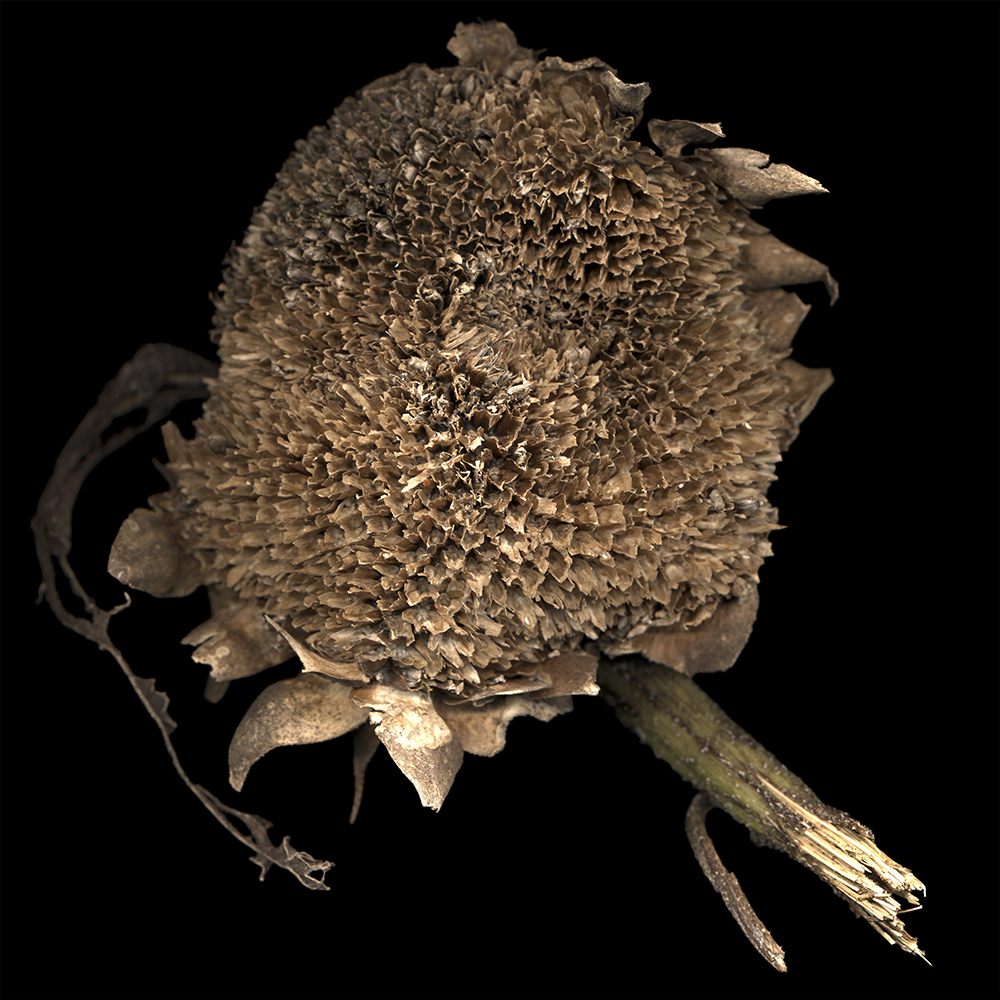 092 Sunflower Head '06