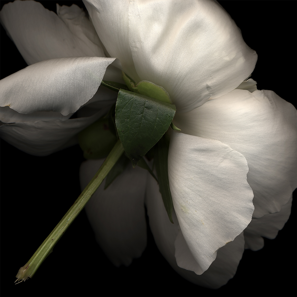 103 White Peony Plucked '03