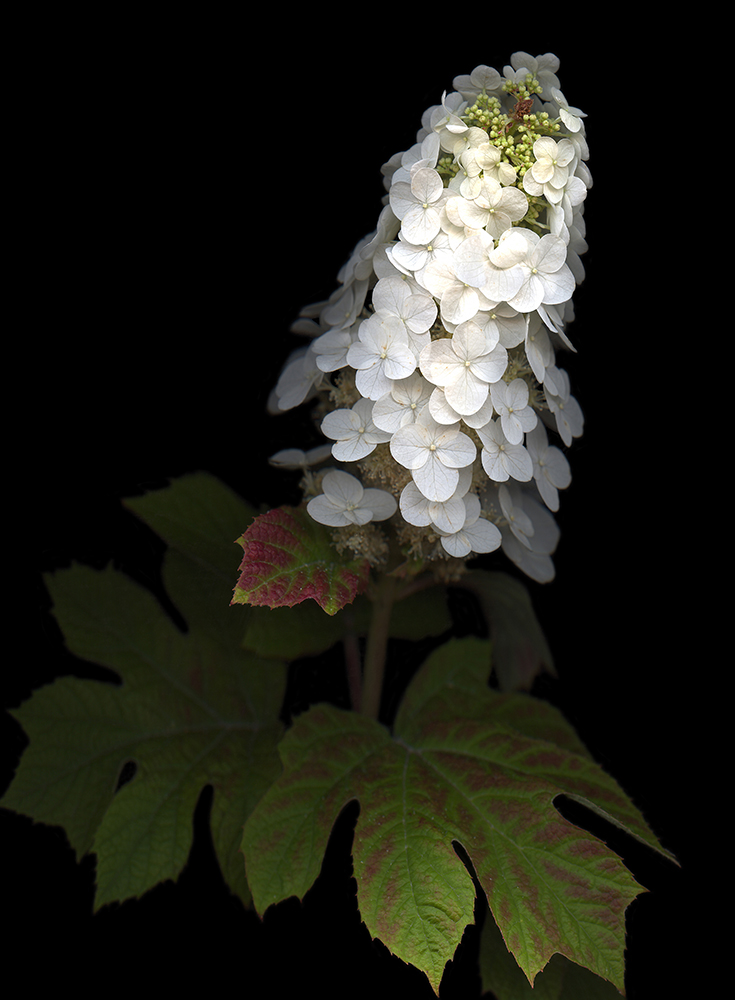 113 Oak Leaf Hydrangea '20