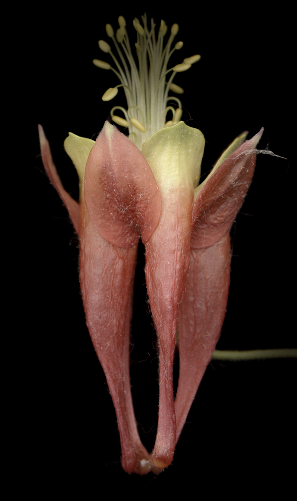 117 Aquilegia Flower '08