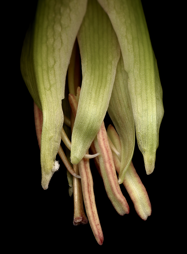 118 Butterfly Amaryllis Bud '05