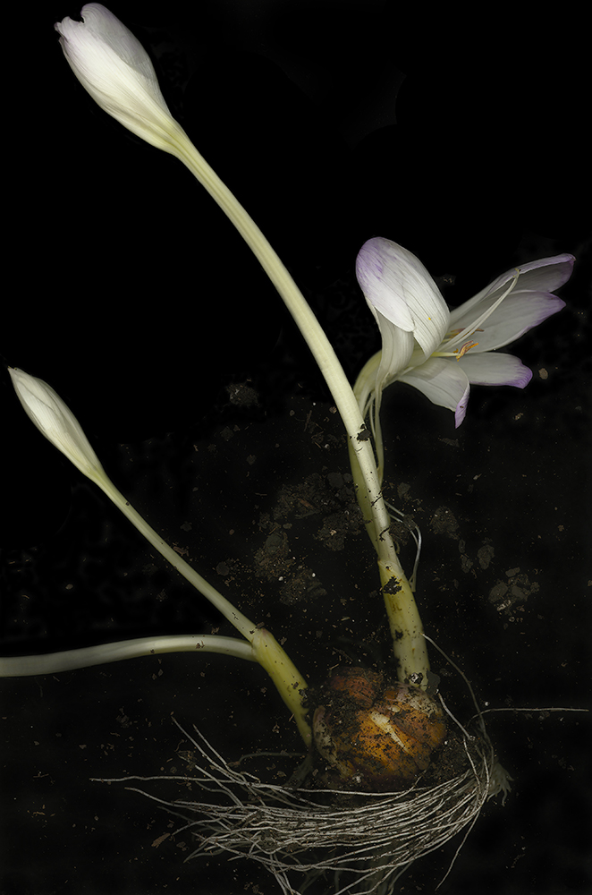 120 Colchicum Unearthed '01