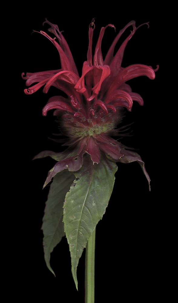 121 Minarda Marotte '09