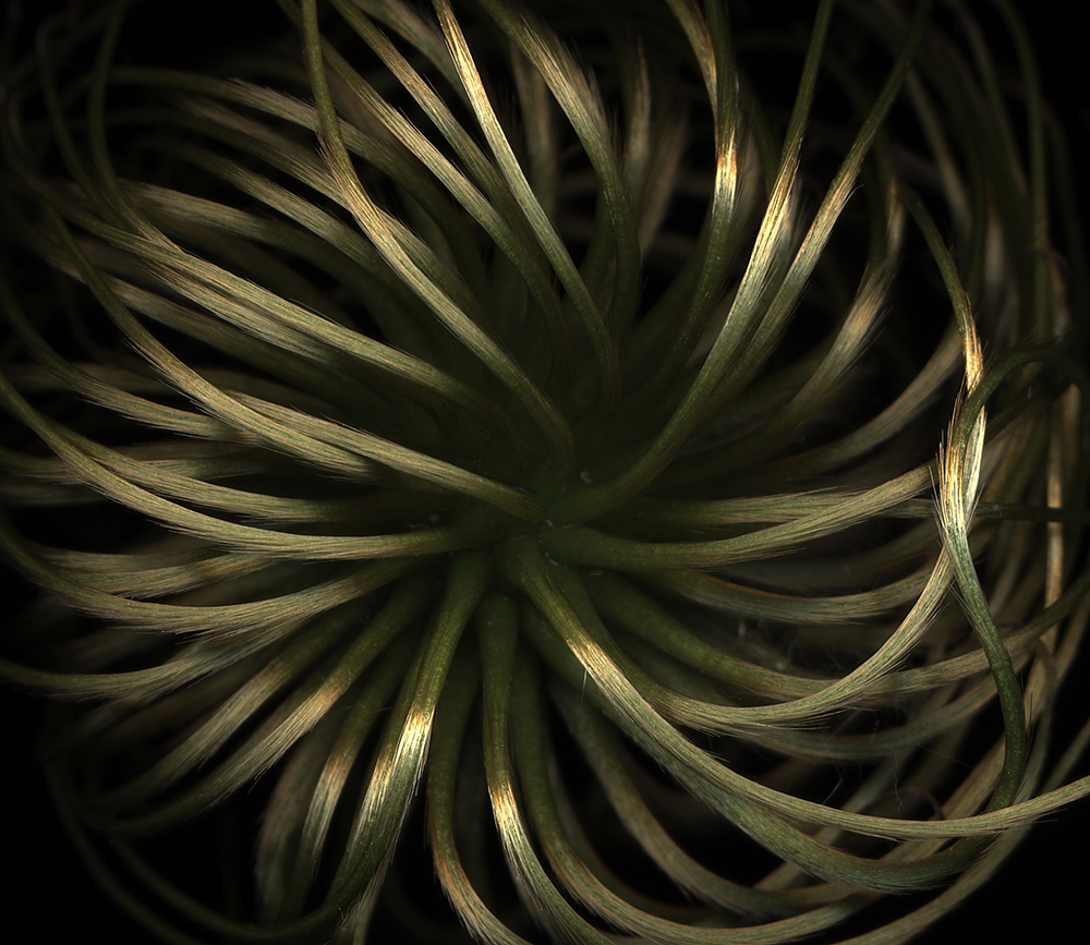 007 Clematis Seed Head '05