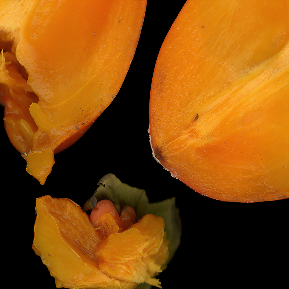 078 Persimmon Sliced '20