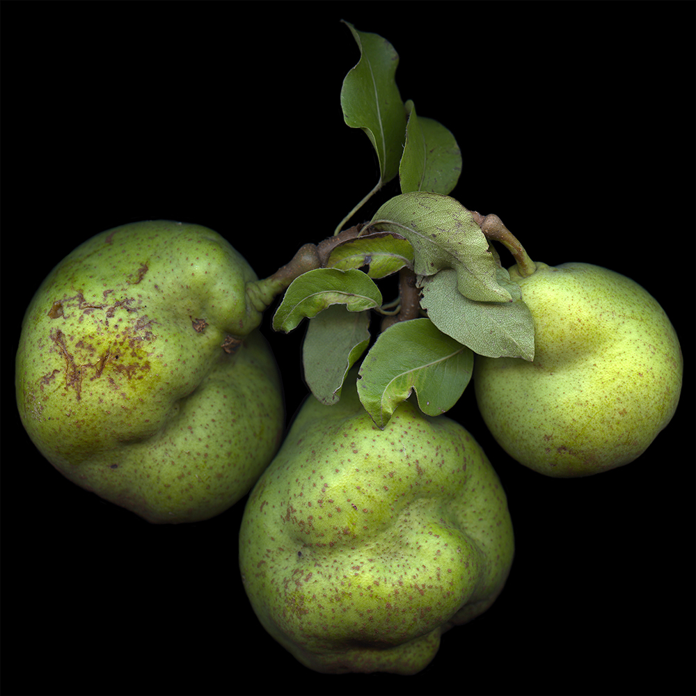 096 Three of a Perfect Pear '20