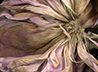 016 Dead Peony '04