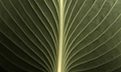 024 Hosta Underside '07