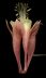 117 Aquilegia Flower '08