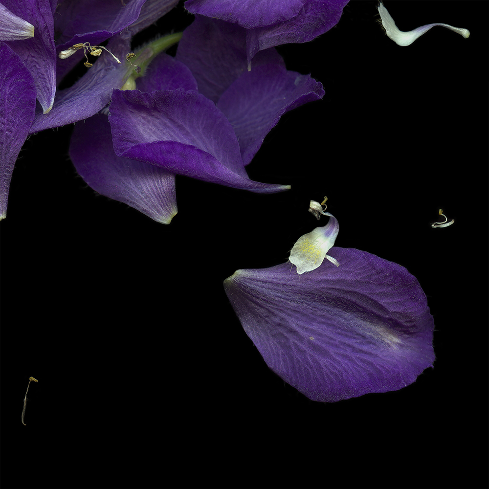 061 Delphinium Scatter '20