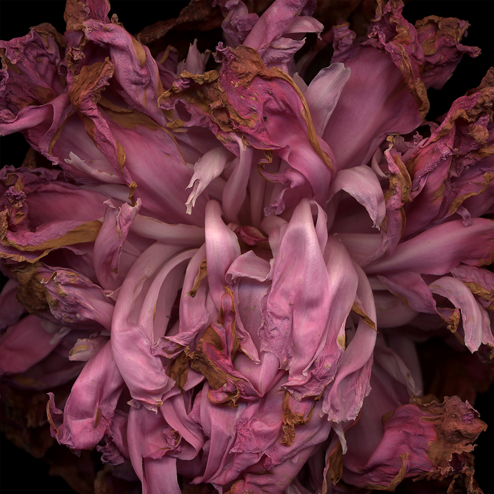 064 Dry Peony Petals (Rococo) '03