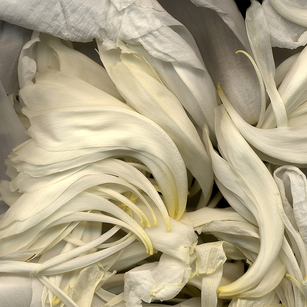 102 White Peony Petals (Rococo) '03