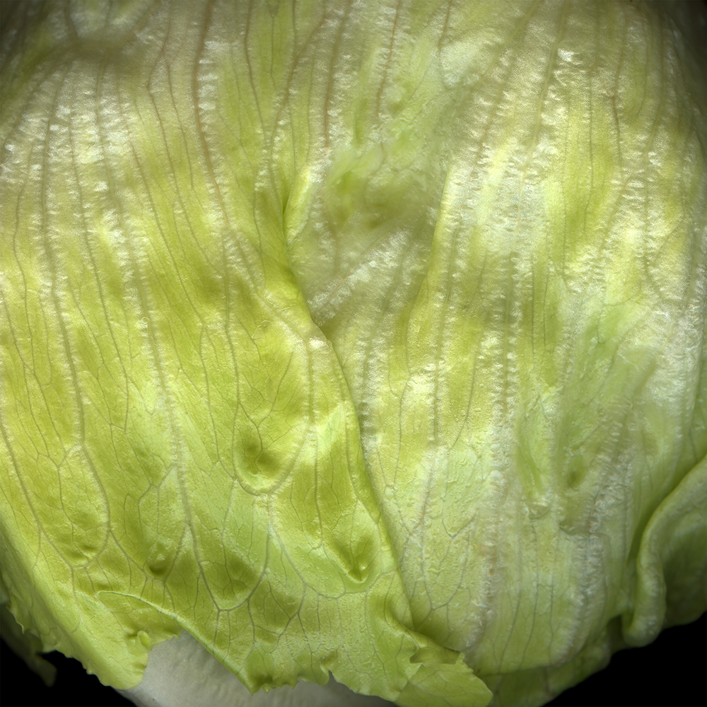 069 Iceberg Head '20