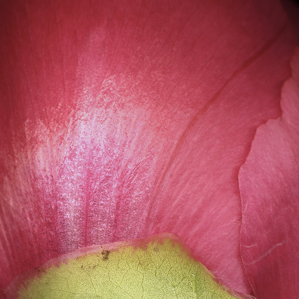 085 Red Peony Sphere '05