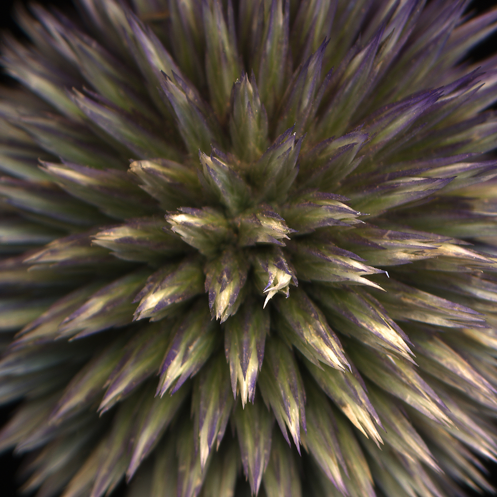 094 Thistle Sphere '04