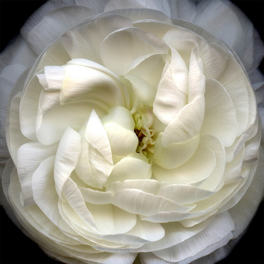 106 White Ranunculus '20